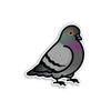 Pigeon